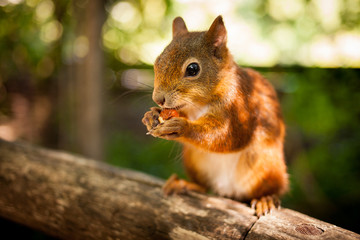 Naklejka na ściany i meble Squirrel with walnut