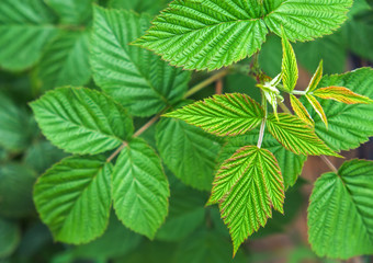 Fototapeta na wymiar Raspberry leaves background. Closeup. Top view.