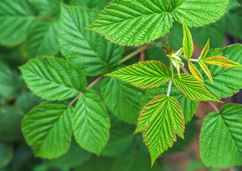 Raspberry leaves background. Closeup. Top view.