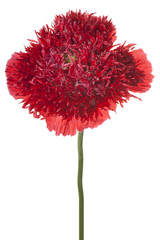 Fototapeta premium poppy flower isolated