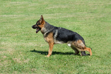 German Shepherd sitting on the green grass