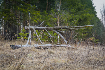 Fototapeta premium Broken Tree Branches