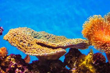 Montipora Coral - Montipora is a genus of small polyp stony coral in the phylum Cnidaria.