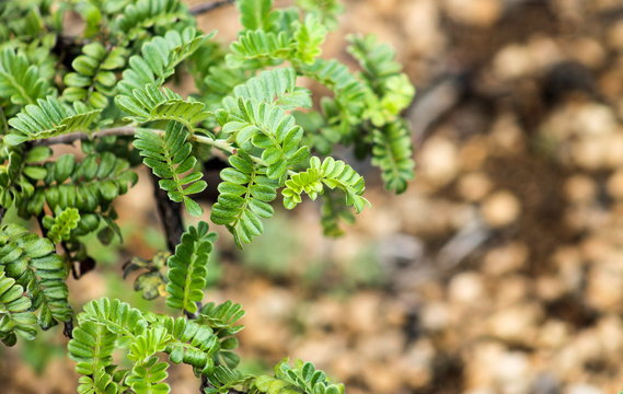Ulei (Osteomeles anthyllidifolia) - commonly called Ulei, eluehe, u'ulei, Hawaiian rose, or Hawaiian hawthorn, is a species of flowering shrub in the rose family, Rosaceae.