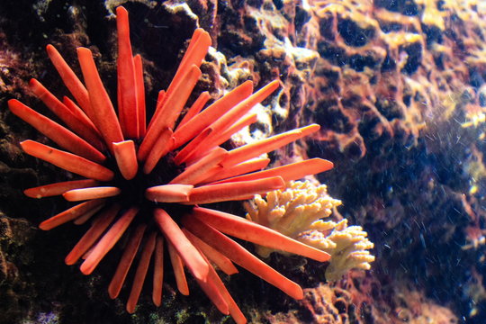 Red Pencil Urchin - (Heterocentrotus mamillatus)