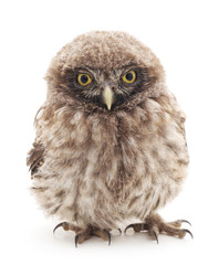 Young owl.