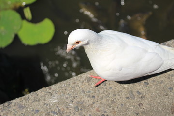 白い鳩