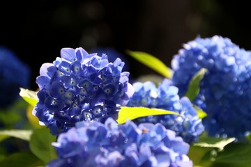 夕陽に輝く満開の紫陽花