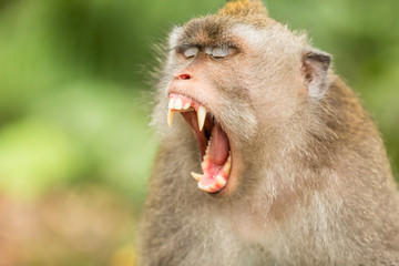 Sharp teeth of the Balinese Long-Tailed Macque Monkey.