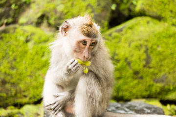 Look of Innocents from Long-Tailed Macaque Monkey