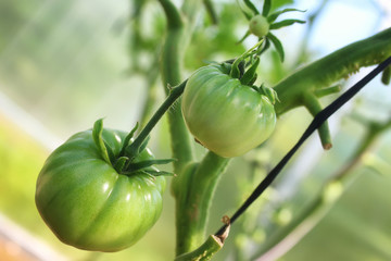 tomatoes on a branch green gardening