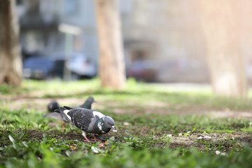 Dove in the grass of the park