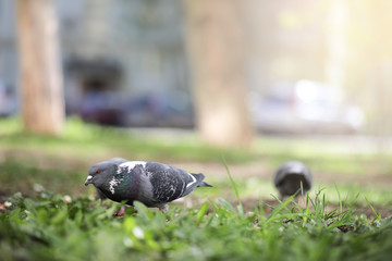 Dove in the grass of the park