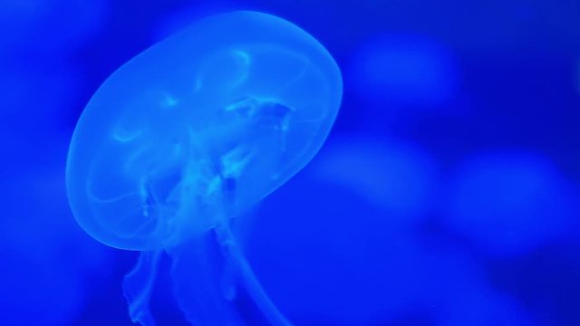 Jellyfish medusa underwater. Jellyfish move in the water on a blue background. Jellyfish Underwater Footage with glowing medusas moving around in the water. Jellyfish close-up gracefully floating.