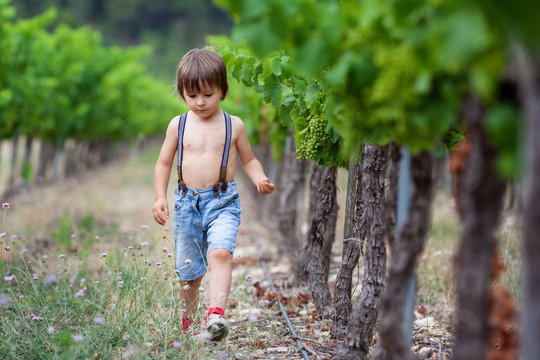 Cute little toddler boy, walking in vineyard, between the rows, summertime
