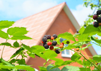 Bunch of blackberries with house background