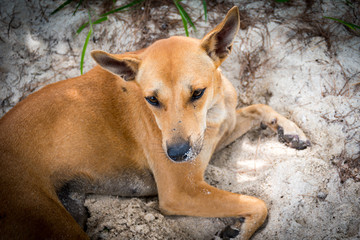 Brown homeless Thai dog on the beach.