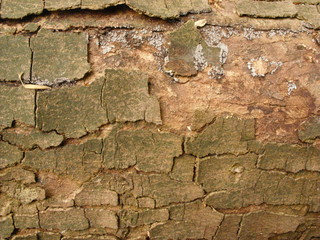 Structure of a tree. Forest view