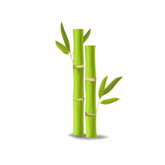 Fototapeta premium Realistic vector green bamboo isolated.