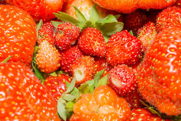 Fresh Red Strawberry