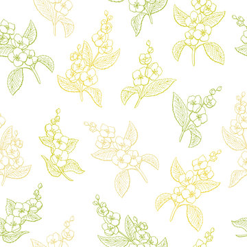 Jasmine flower graphic color seamless pattern sketch illustration vector
