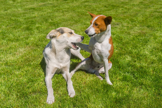 Mature basenji dog calming its younger friend mixed breed dog playing on a fresh lawn