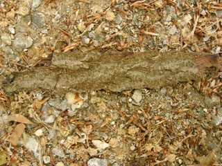 Structure of a tree. Forest view