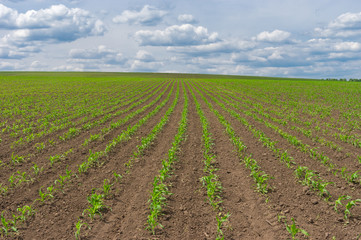Fototapeta na wymiar Summer landscape with young growth of maize in central Ukraine