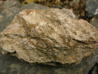 Structure of a tree. Forest view