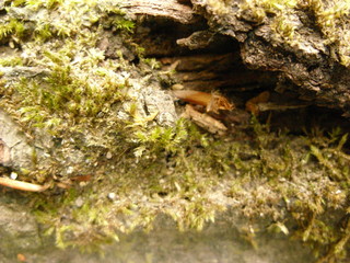 Structure of a tree. Forest view