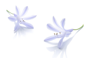 Japanese agapanthus flower isolated