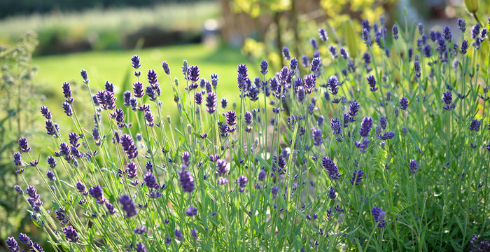 Fototapeta Lavender