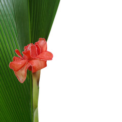 Red Torch Ginger flower with raindrops on green palm leaf and white background, tropical rainforest plants concept background.