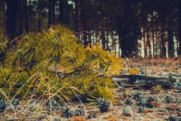 Pine Forest Morning Retro