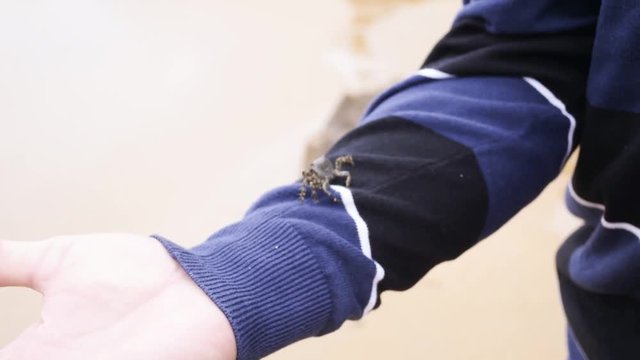 Crabe sur les bras.