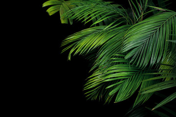 Fototapeta na wymiar Palm leaves, the tropical plant growing in wild on black background.