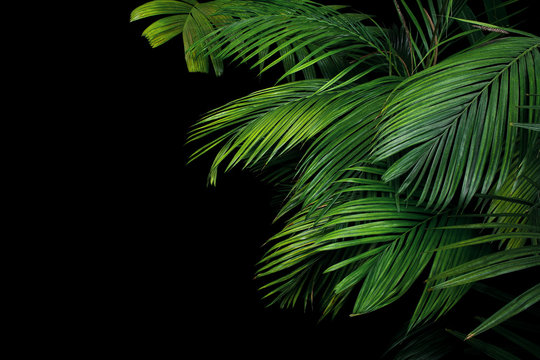 Fototapeta Palm leaves, the tropical plant growing in wild on black background.
