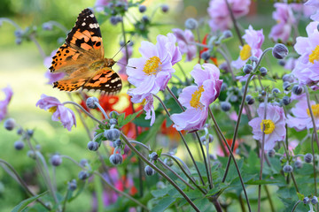 Schmetterling 256 © K.-U. Häßler