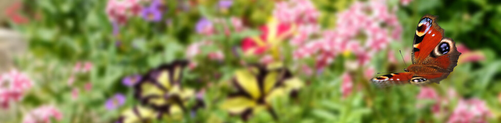 Schmetterling 374 © K.-U. Häßler