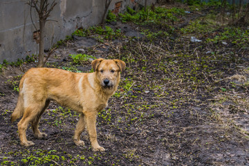 Yellow Dog Portrait