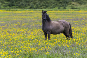 Islandic Horse in Yellow Maedow