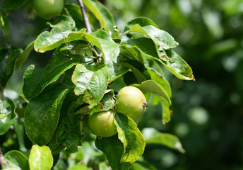 Growing green unripe apples on tree branch.