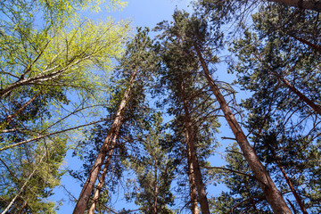 Obraz premium Fir trees against the blue sky