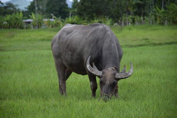 Obraz premium Thai buffalo eating on the grass field.