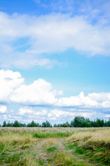 Obraz premium vintage photo of field of withered grass at sunset