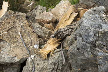 Brown lizard in Dalmatia, Croatia