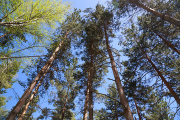 Fir trees against the blue sky