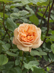 Flowering of roses in the city garden. 