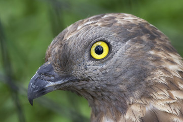 European Honey Buzzard