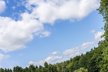 Obraz premium Pine tree silhouette